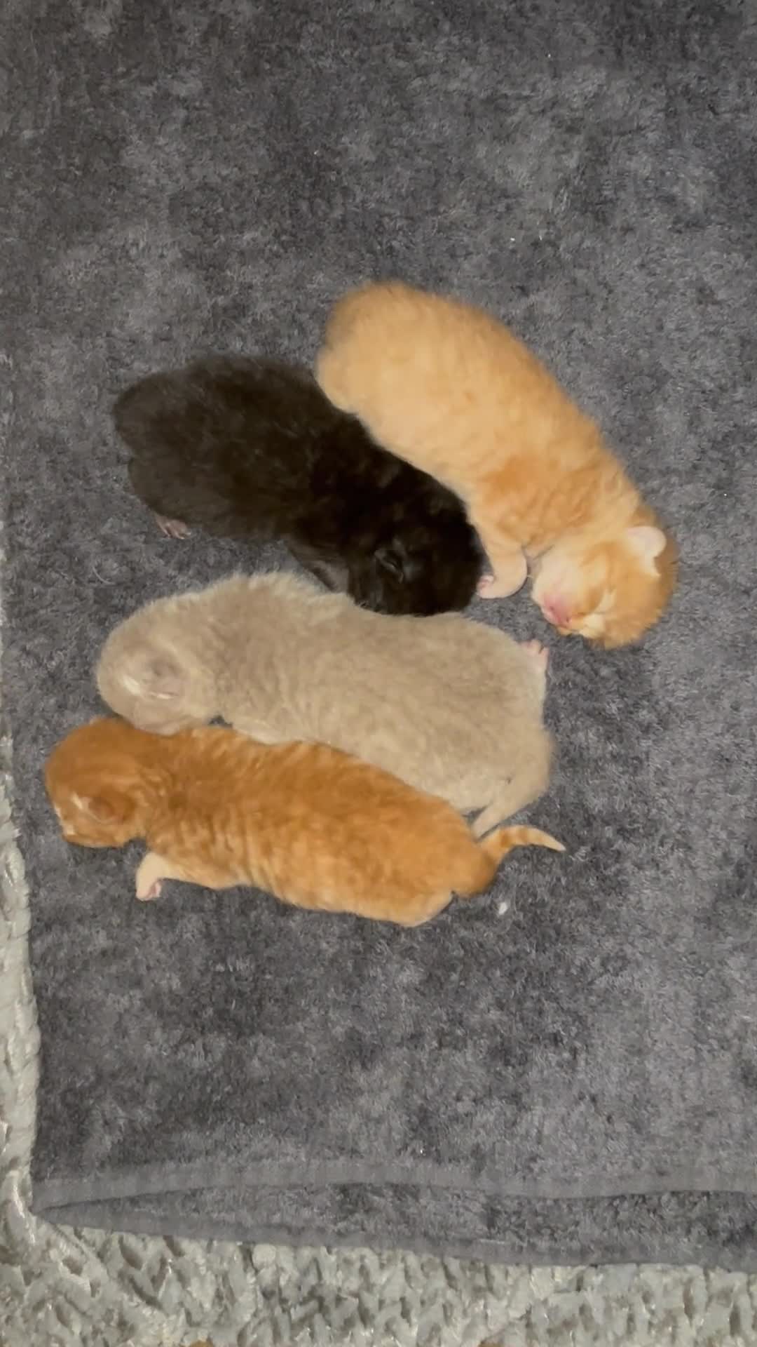 British Shorthair cats for sale: STUNNING CHUNKY GCCF REG KITTENS  - Video 1