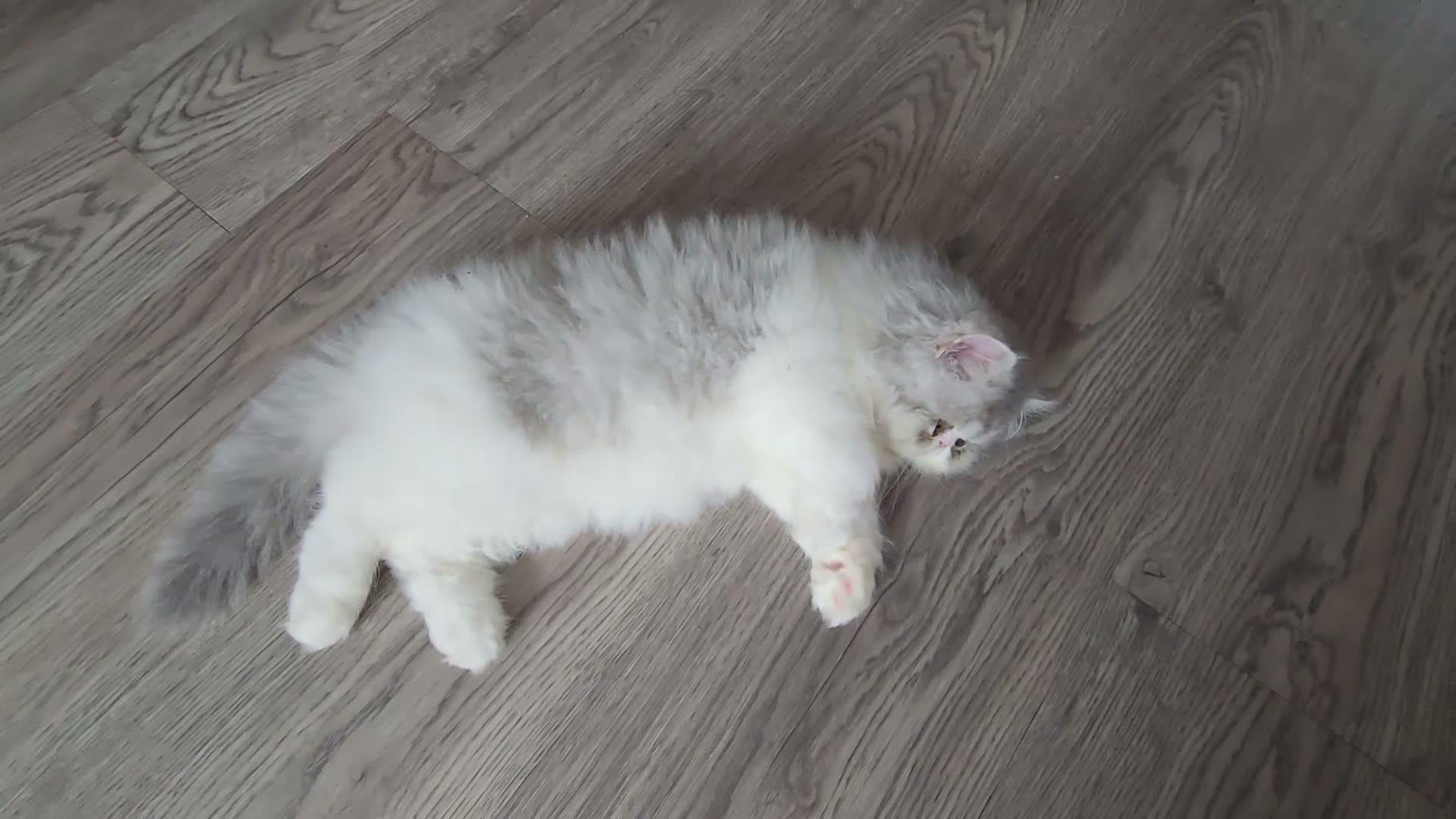 Persian cats for sale: Persian Kittens Bi-Color - Punch Face - GCCF - Video 1