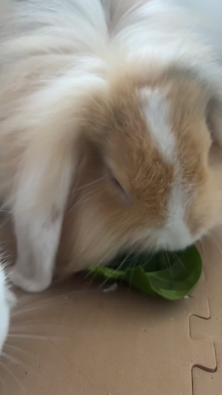 Mixed Breed rabbits for sale: Bonded Male Rabbits  in Broxburn - Video 2
