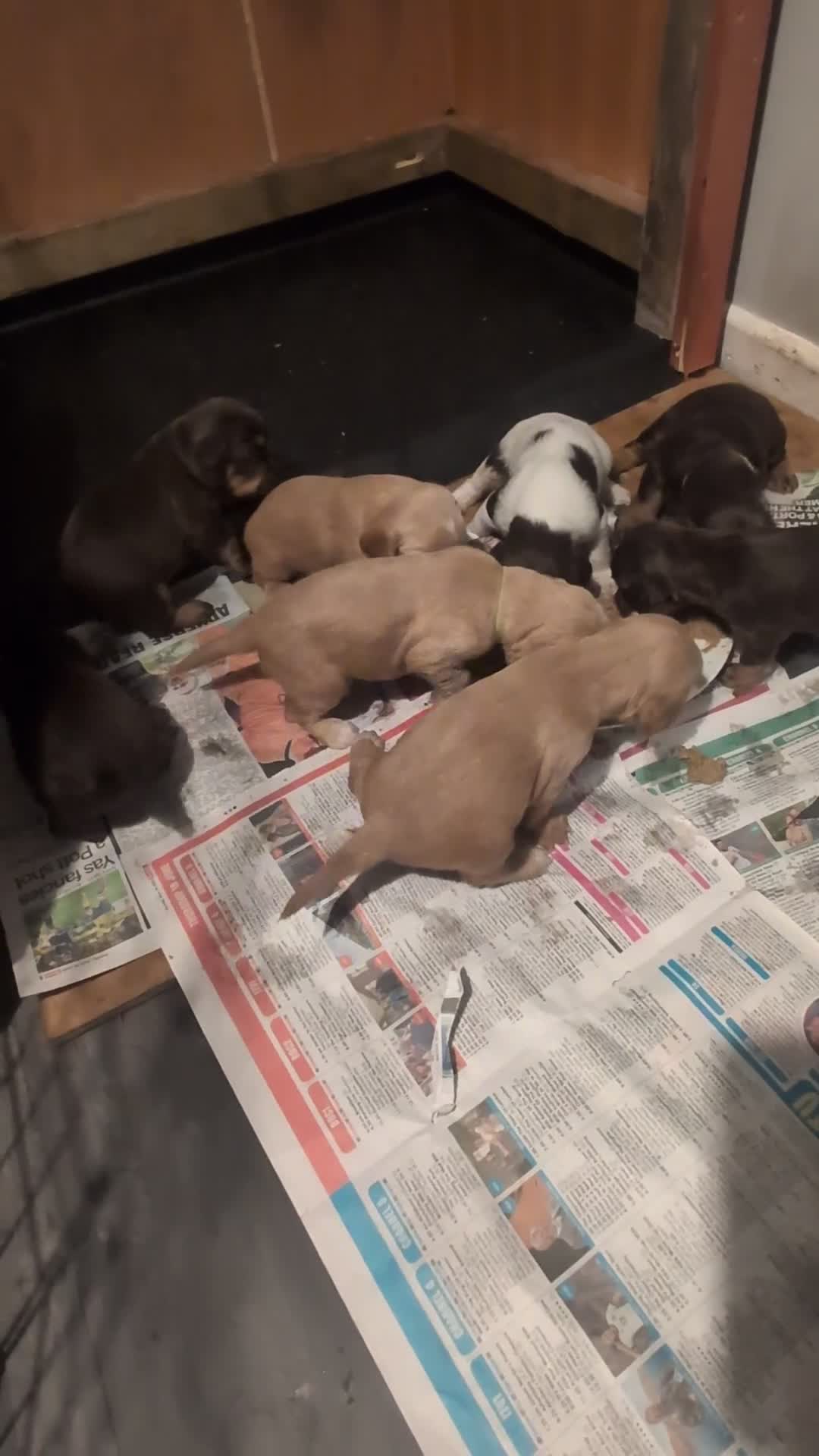 Cocker Spaniel dogs for sale: 2 working cockers  - Video 2
