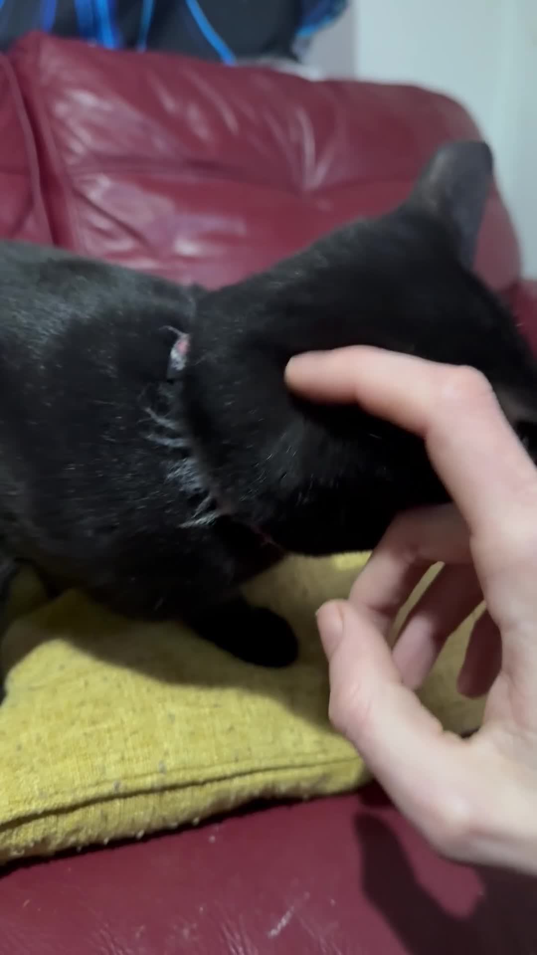 Bombay cats for sale: Adult cat looking for new home - Video 1