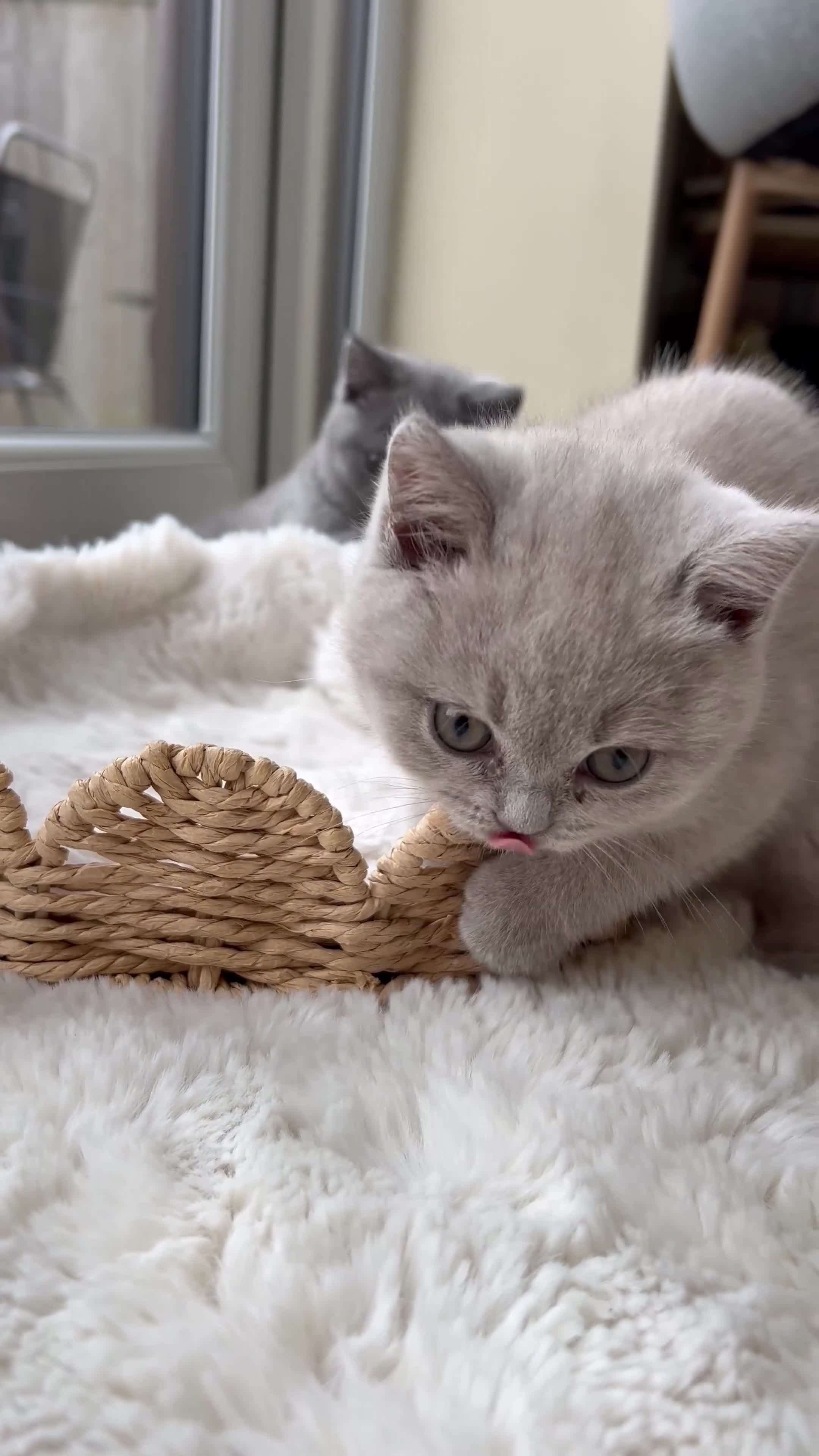 British Shorthair cats for sale: British shorthair kittens - Video 2