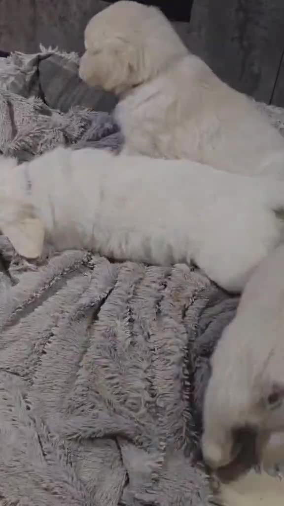 Golden Retriever dogs for sale: * READY NOW *Golden Retriever Puppies KC Reg  - Video 1