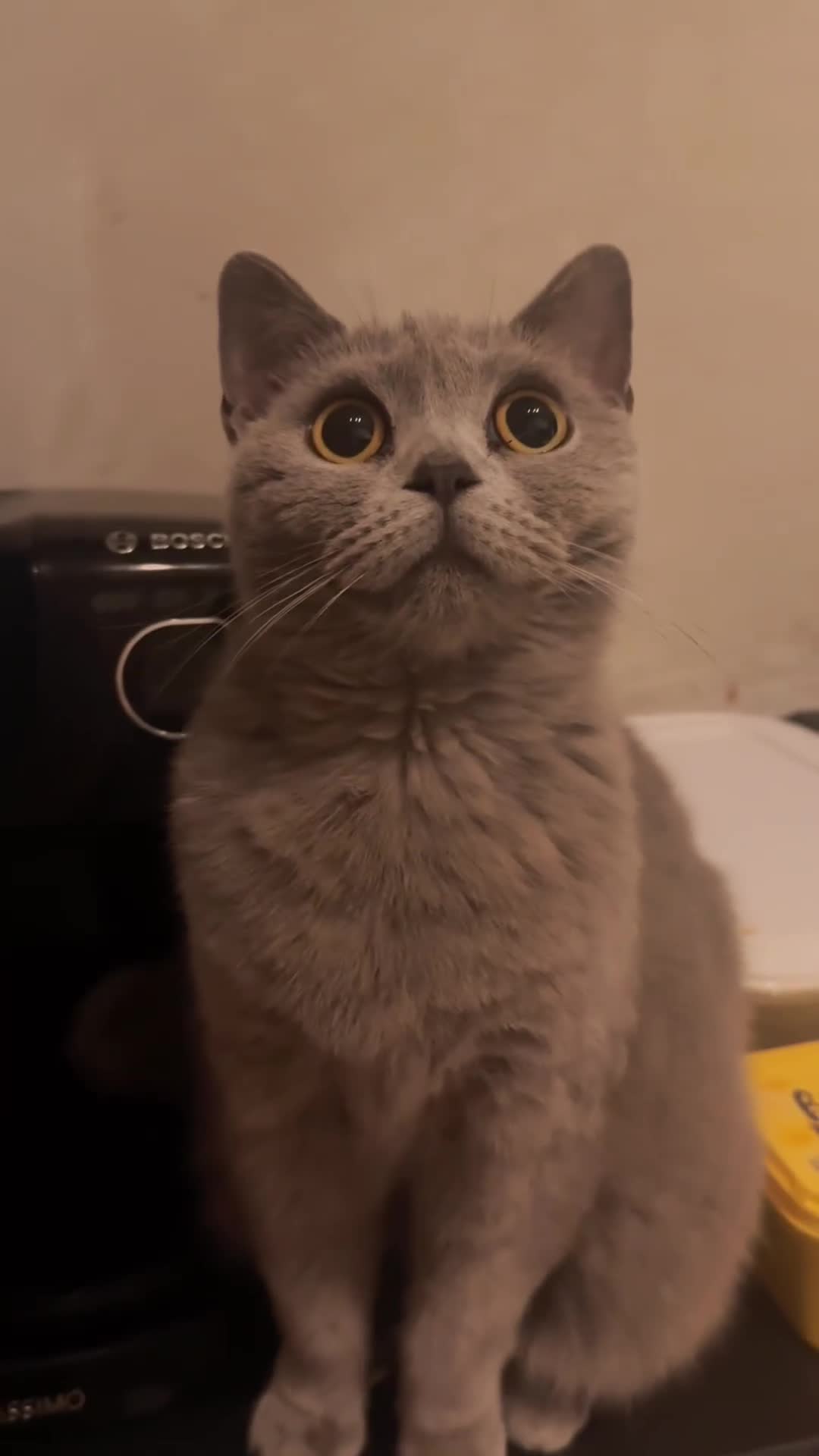 British Shorthair cats for sale: Willow – Beautiful Blue British Shorthair - Video 1