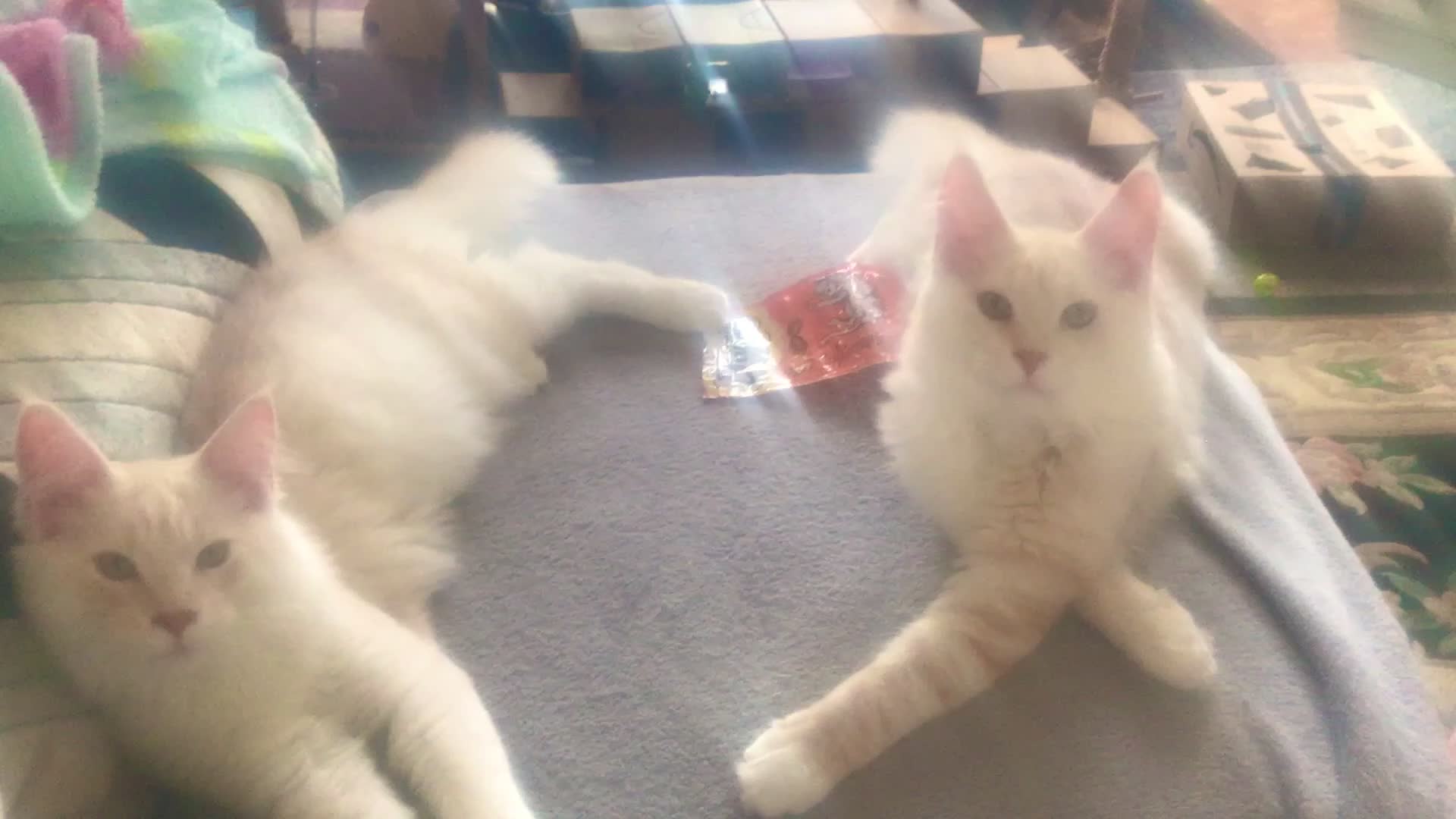 Maine Coon cats for sale: *REDUCED* Beautiful GCCF Pedigree Maine Coons in Torquay - Video 2