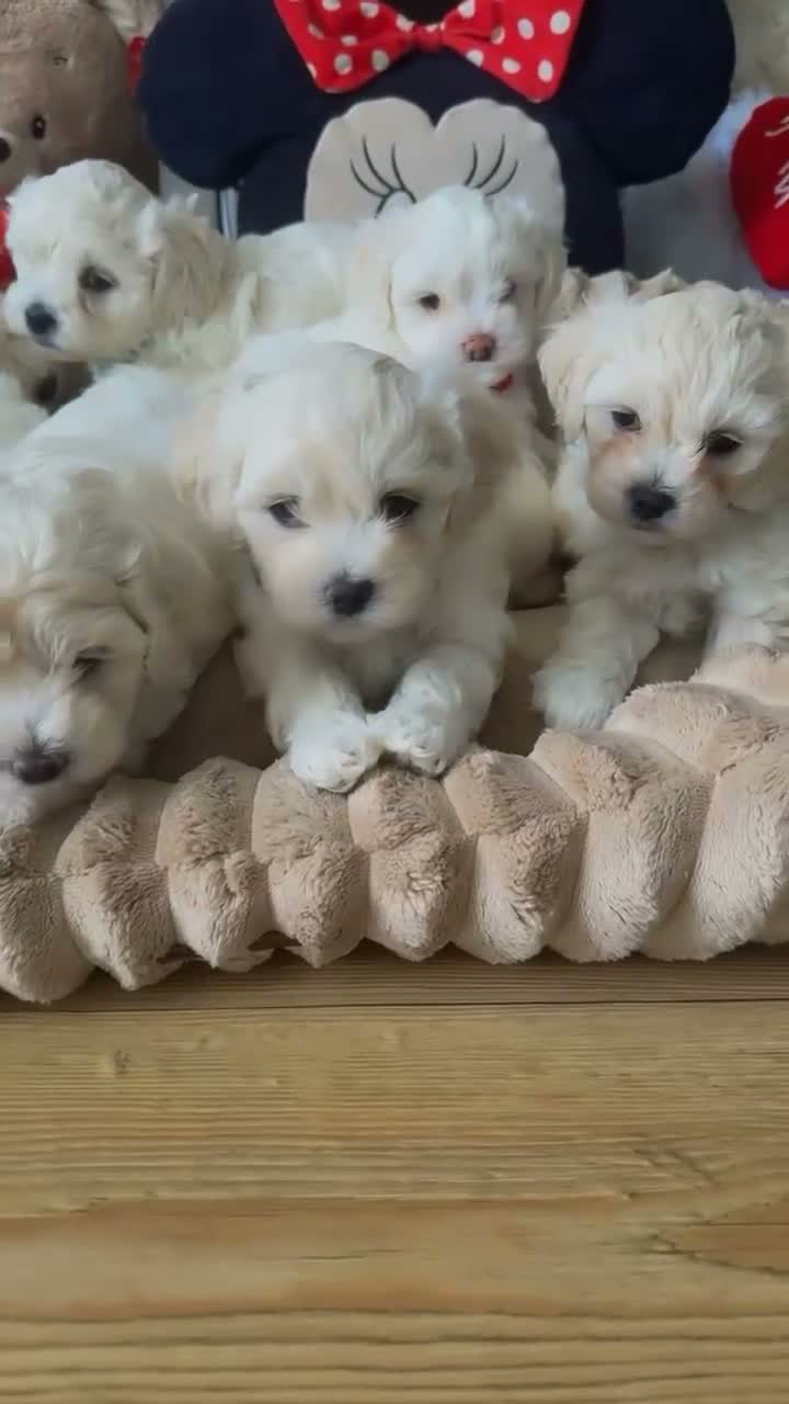 Bichon Frise dogs for sale: Beautiful Bichon Frise Puppies – 3 Boys & 3 Girls - Video 1