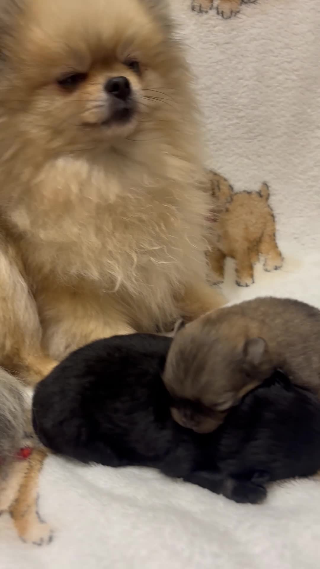 Pomeranian dogs for sale: Pure breed Pomeranians - Video 1