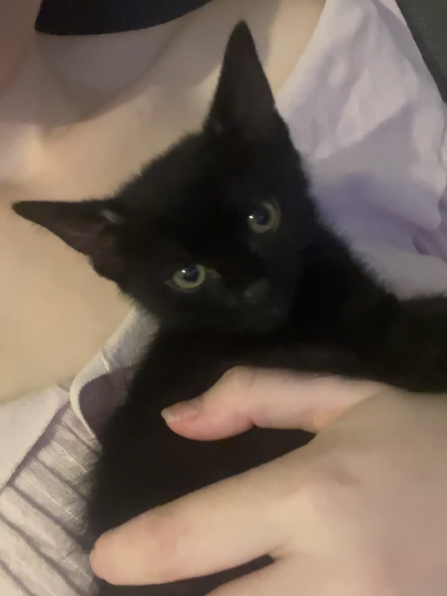Mixed Breed cats for sale: ‼️🐾two beautiful tuxedo kittens 🐾‼️ - Video 1