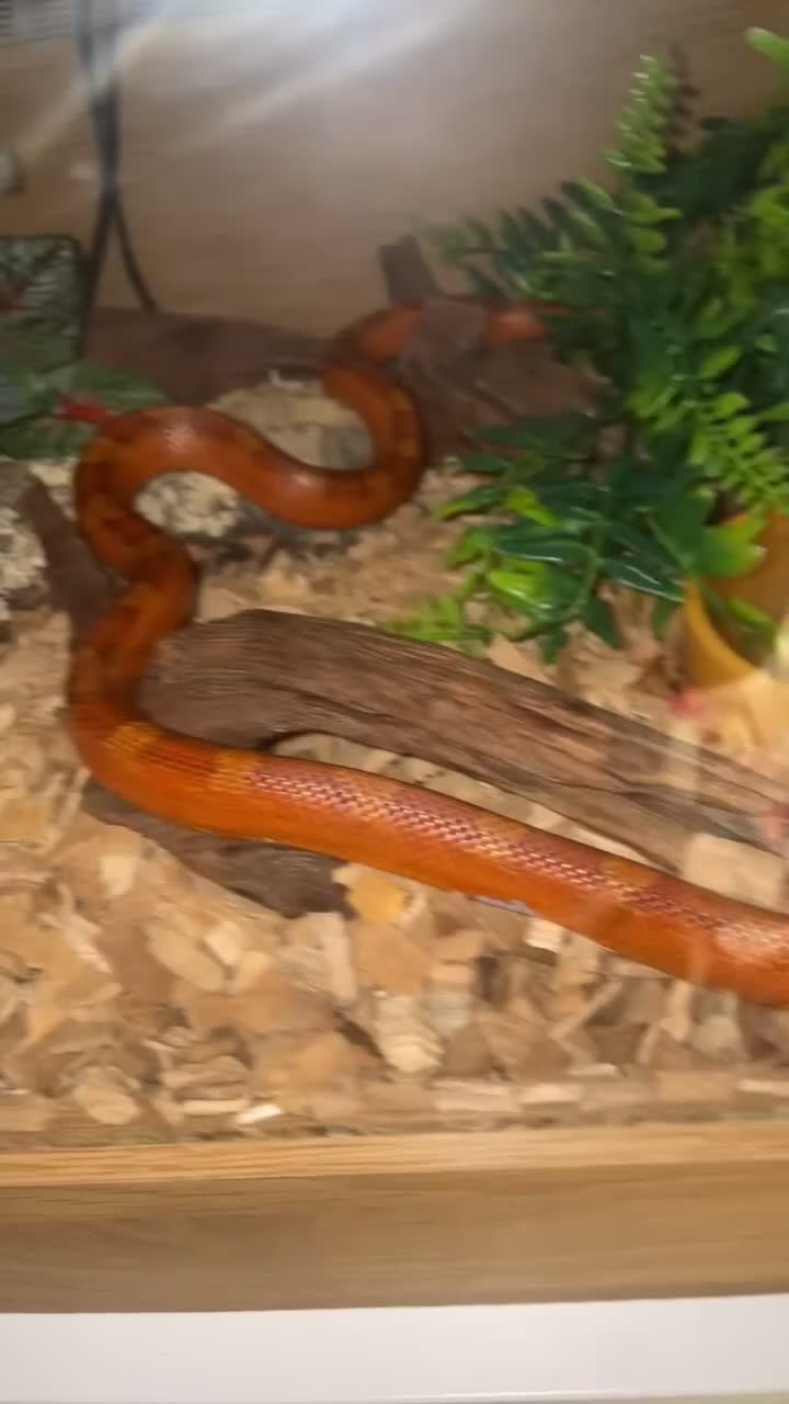 Corn Snake reptiles for sale: Red corn sake  in London - Video 2