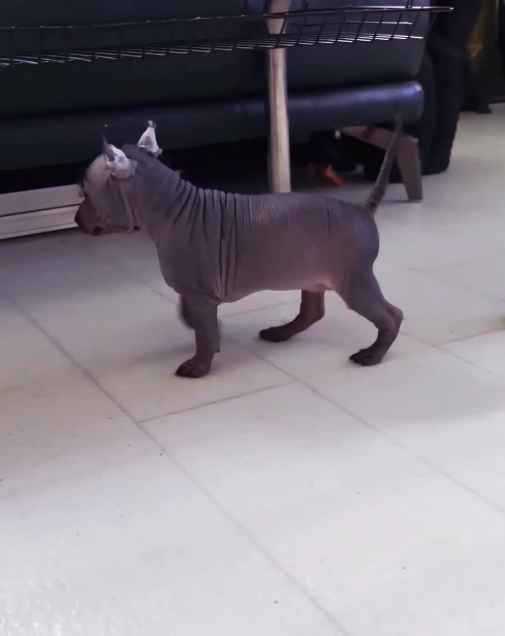 Mexican Hairless dogs for sale: Mini size girl. - Video 4