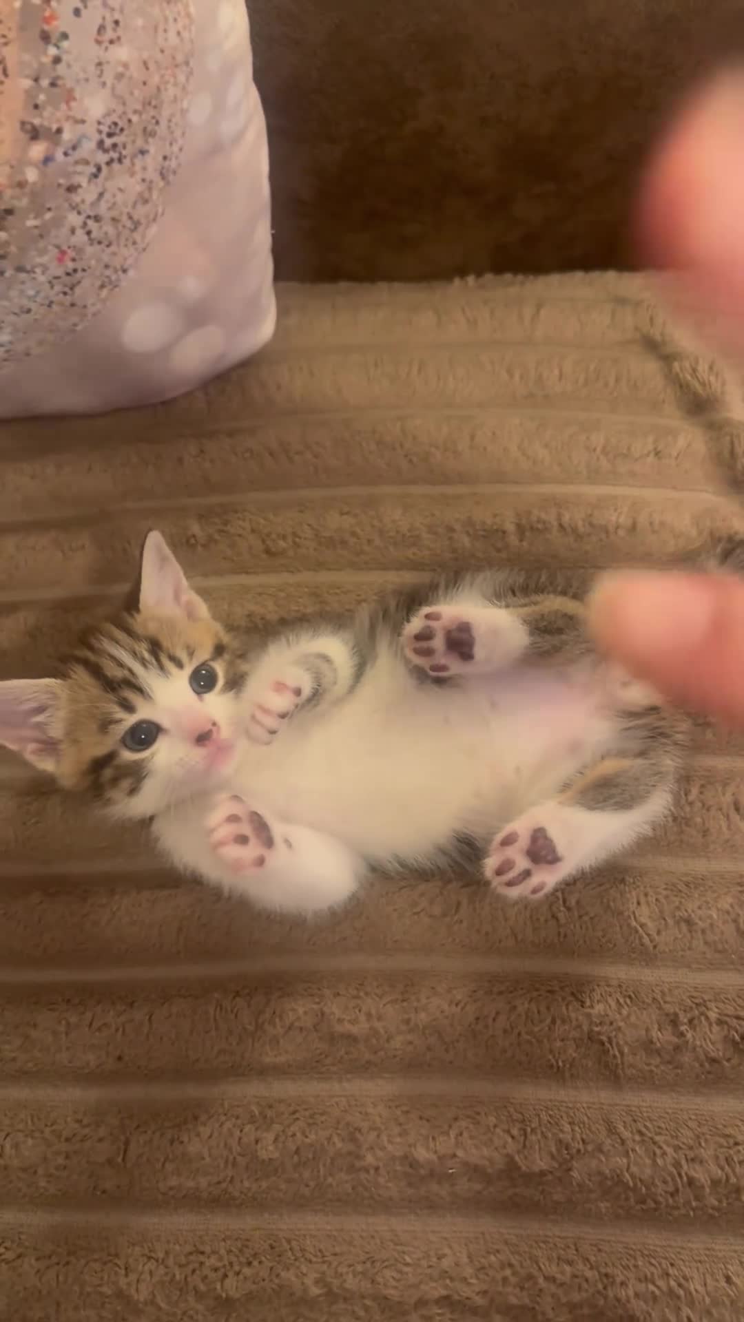 Mixed Breed cats for sale: 3 kittens for sale, 2 male 1 female in London - Video 1