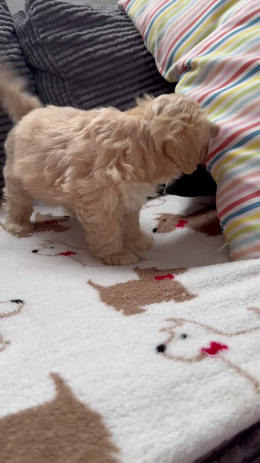 Maltipoo dogs for sale: Maltipoo puppies READY NOW ! - Video 1