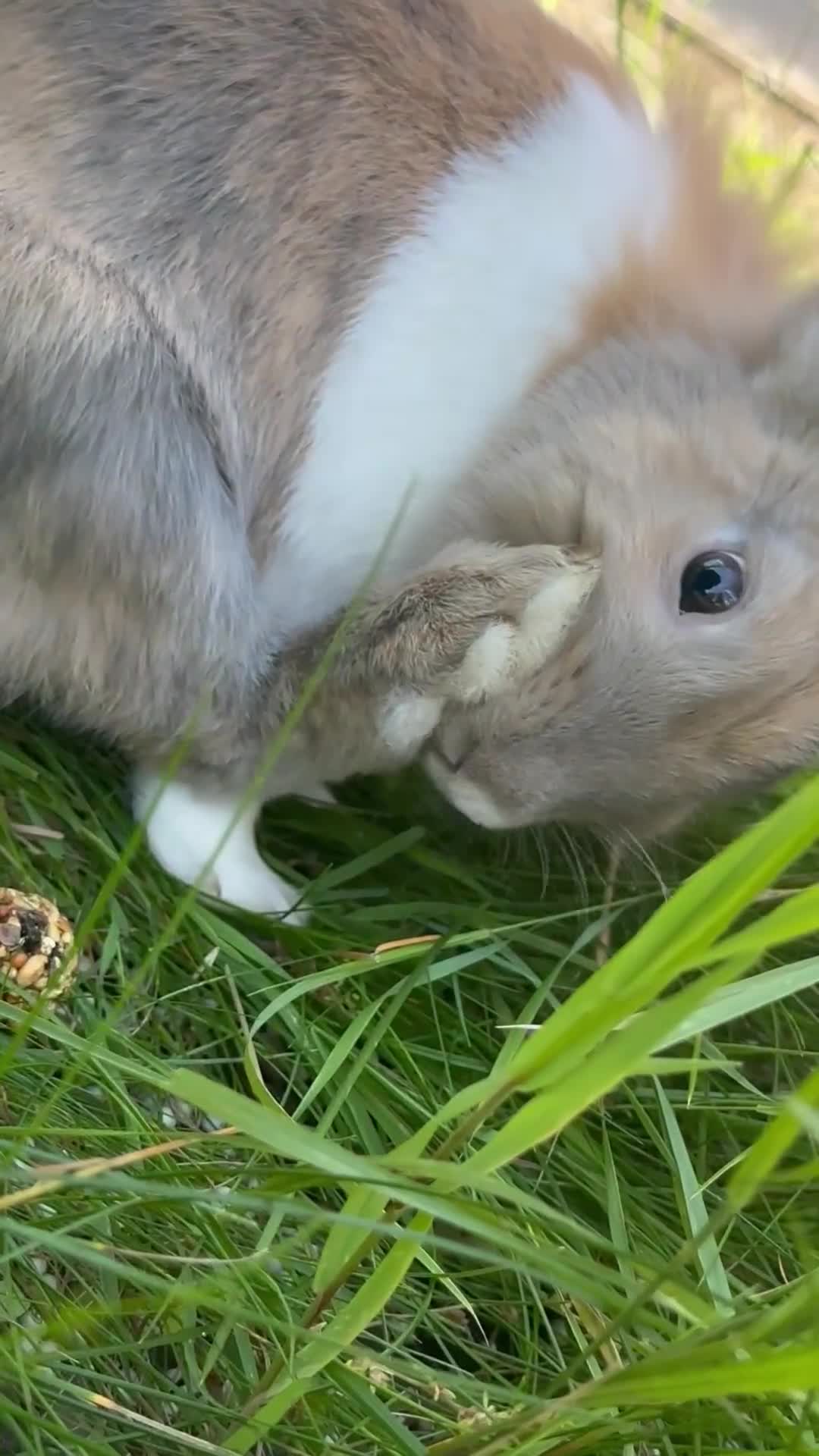 Belgian Hares rabbits for sale: Beautiful friendly rabbit with cage - Video 1