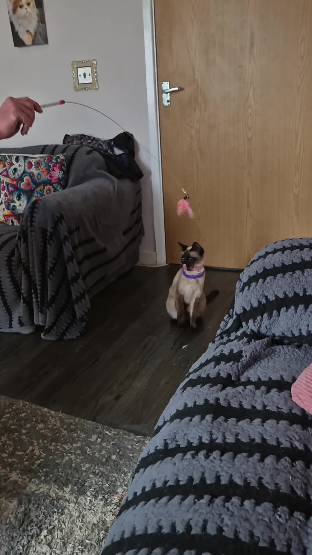 Siamese cats for sale: Stunning traditional siamese female - Video 1