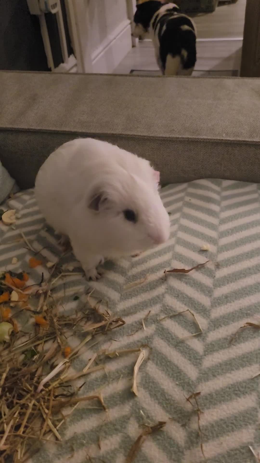 Guinea Pig rodents for sale: Male guinea pig - Video 1