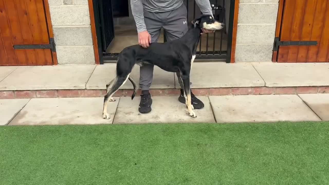 Lurcher dogs for sale: Saluki greyhound in Doncaster - Video 1