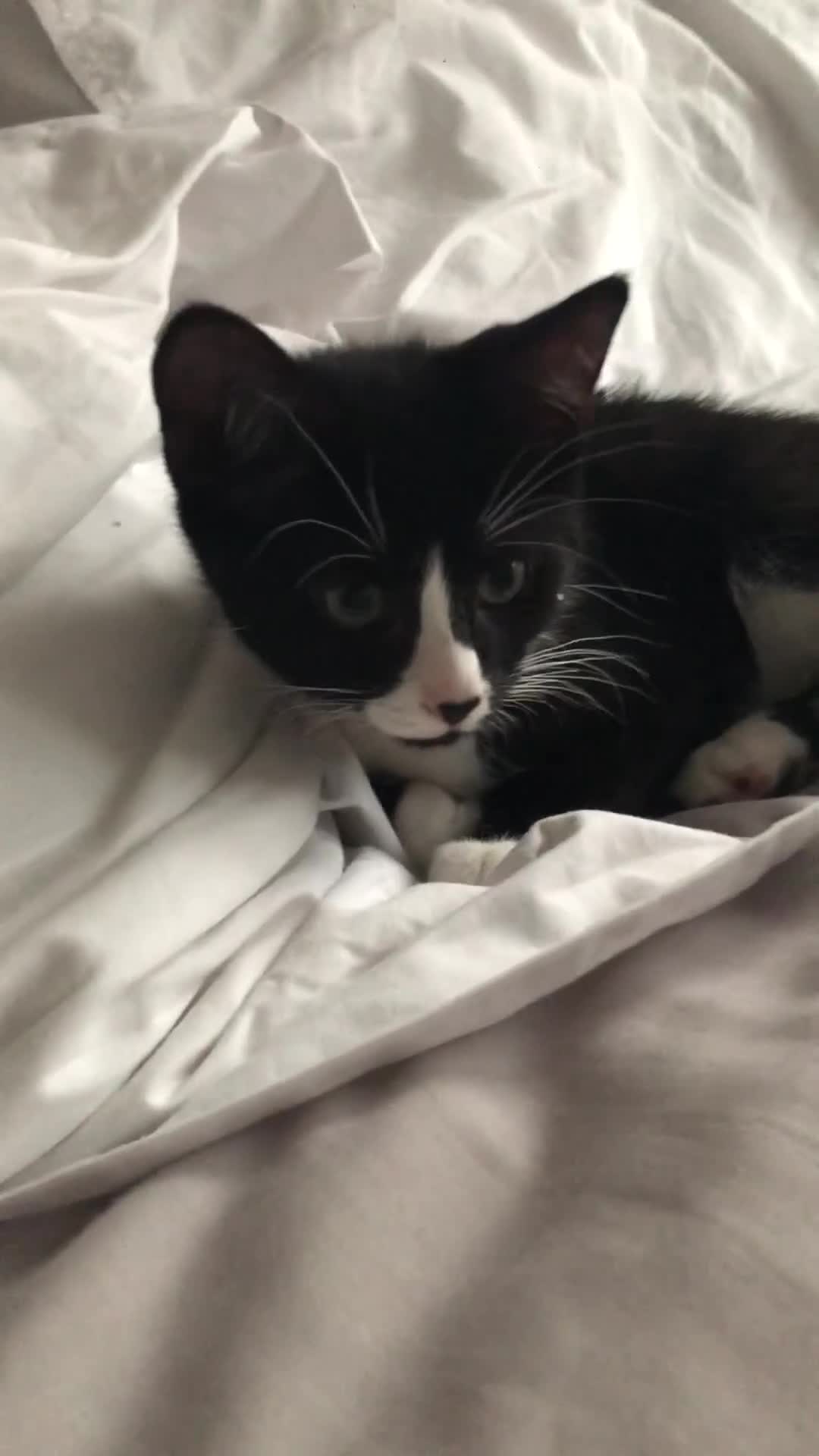 Domestic Shorthair cats for sale: Female tuxedo kitten  - Video 1