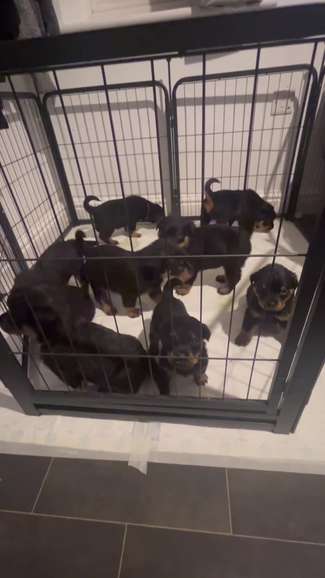 Rottweiler dogs for sale: Gorgeous Rottweiler puppies  - Video 1