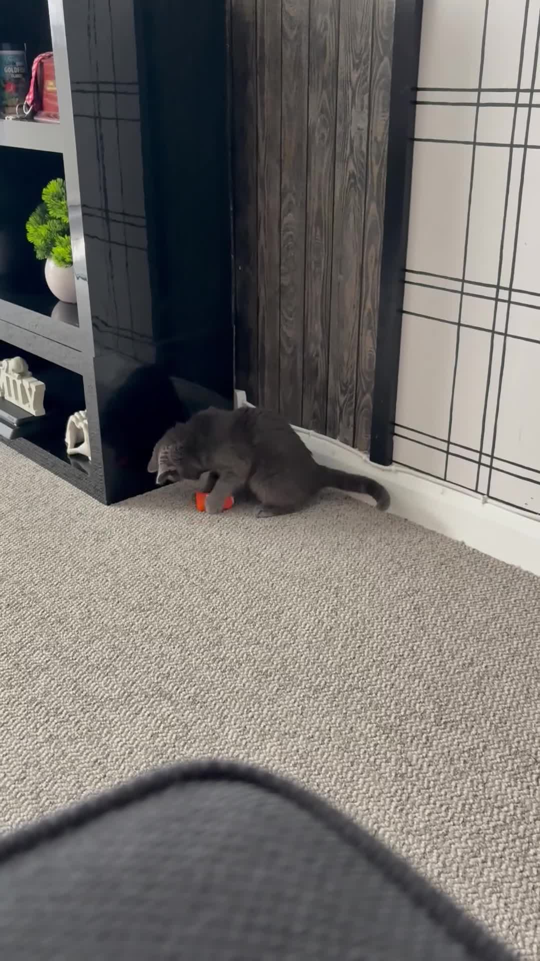 Mixed Breed cats for sale: Female Grey Kitten  - Video 1