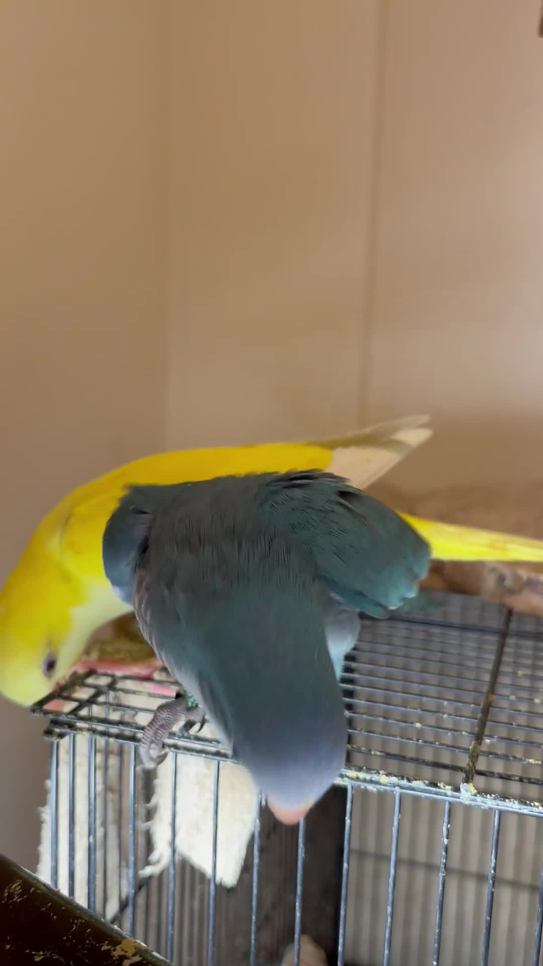 Parrots birds for sale: Hand reared baby quaker - Video 1