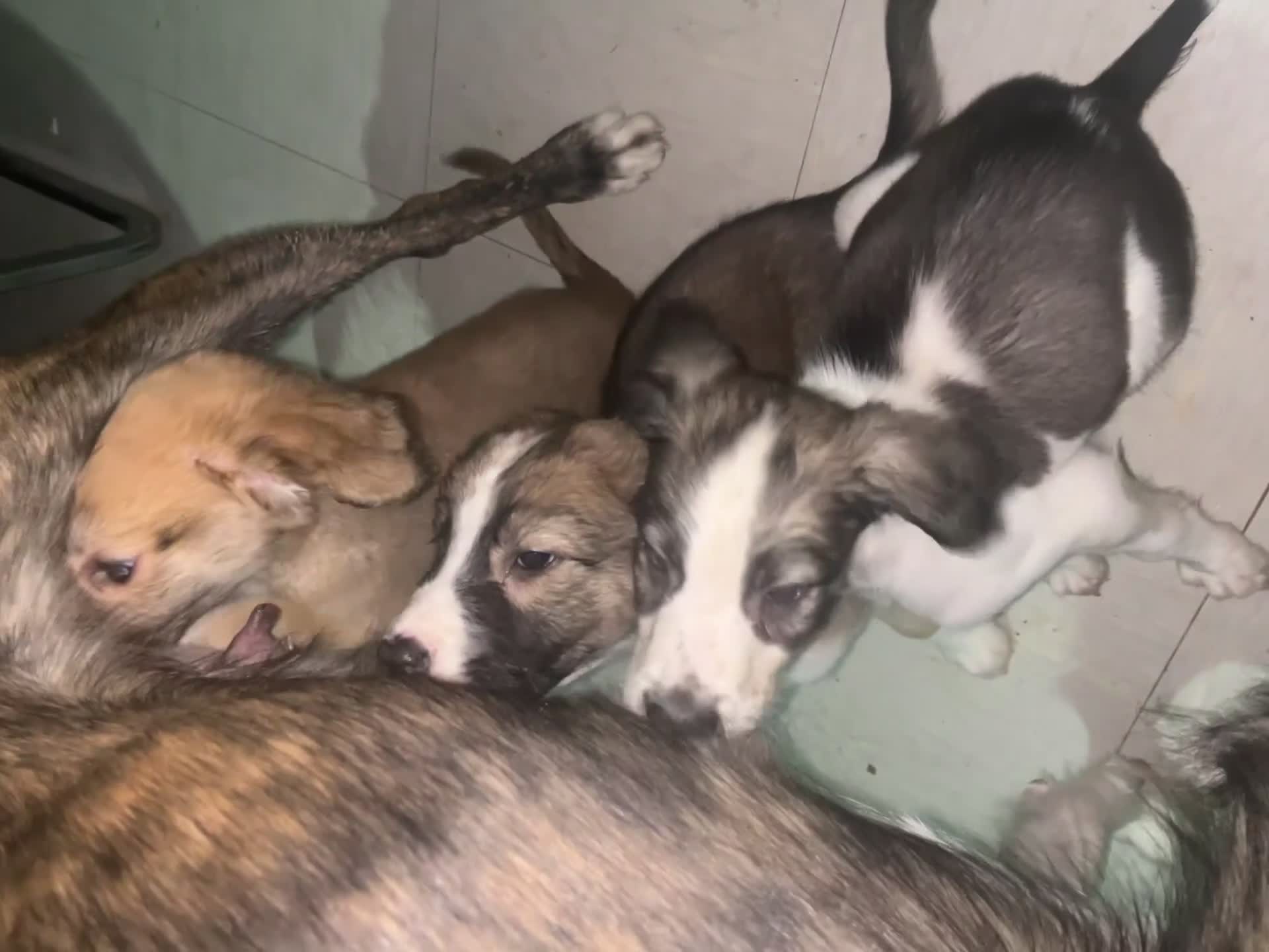 Saluki dogs for sale: Saluki - Video 1