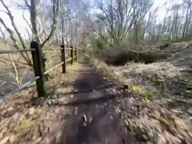 Border Collie dogs for stud: Border Collie x Sheep Dog - Video 3