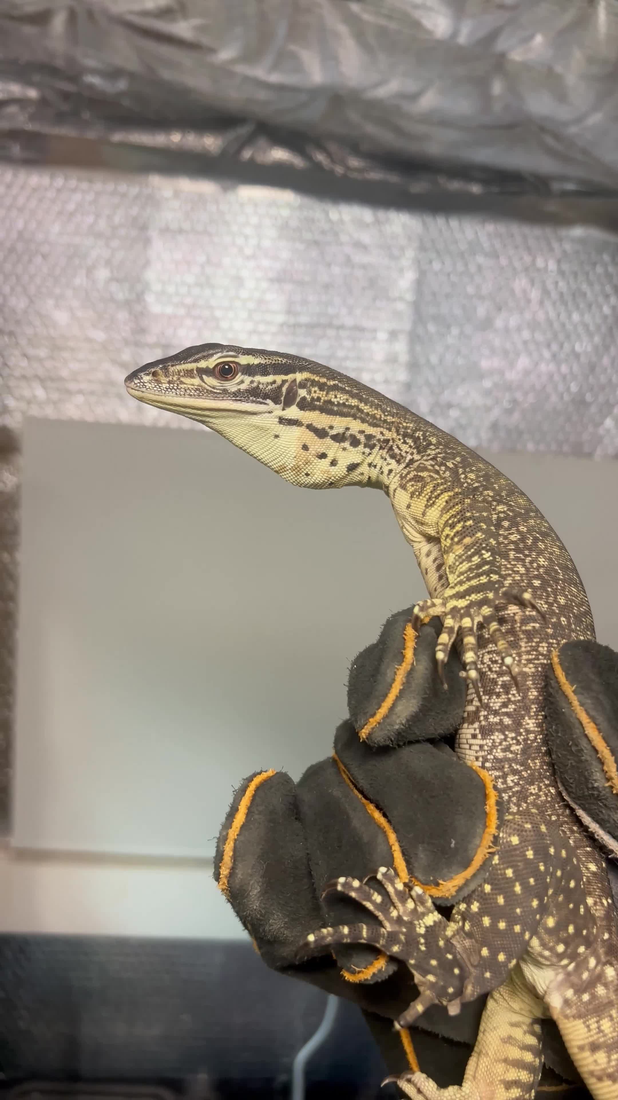 Monitor reptiles for sale: Argus Monitor Lizard  - Video 2