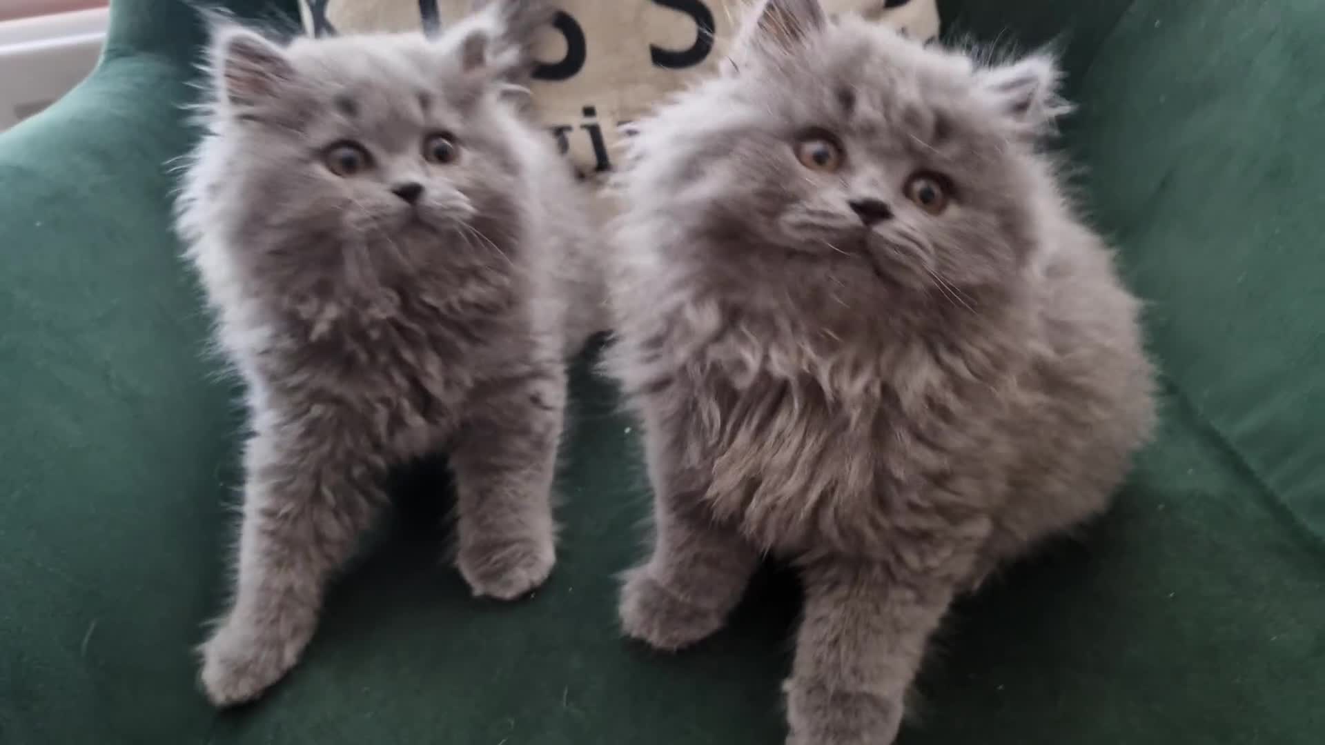 British Longhair cats for sale: british shorthair and shorthair males - Video 1