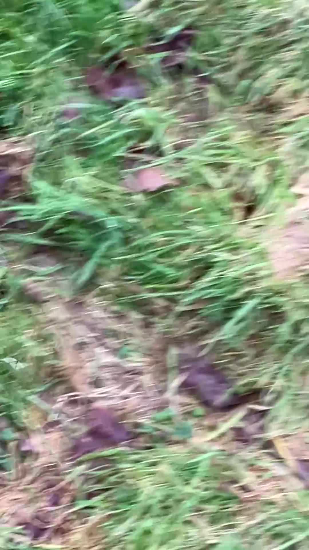 Miniature Dachshund dogs for sale: KC Registered Mini Dachshund  - Video 2