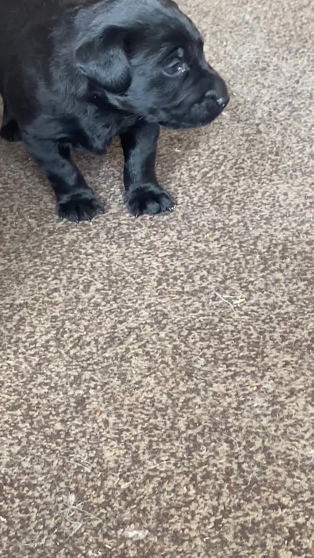 Labrador Retriever dogs for sale: Black Labrador bitch puppy  - Video 2
