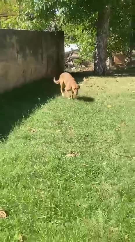 Mixed Breed dogs for adoption: Katie, 1.5 yrs approx. Available for adoption. - Video 3