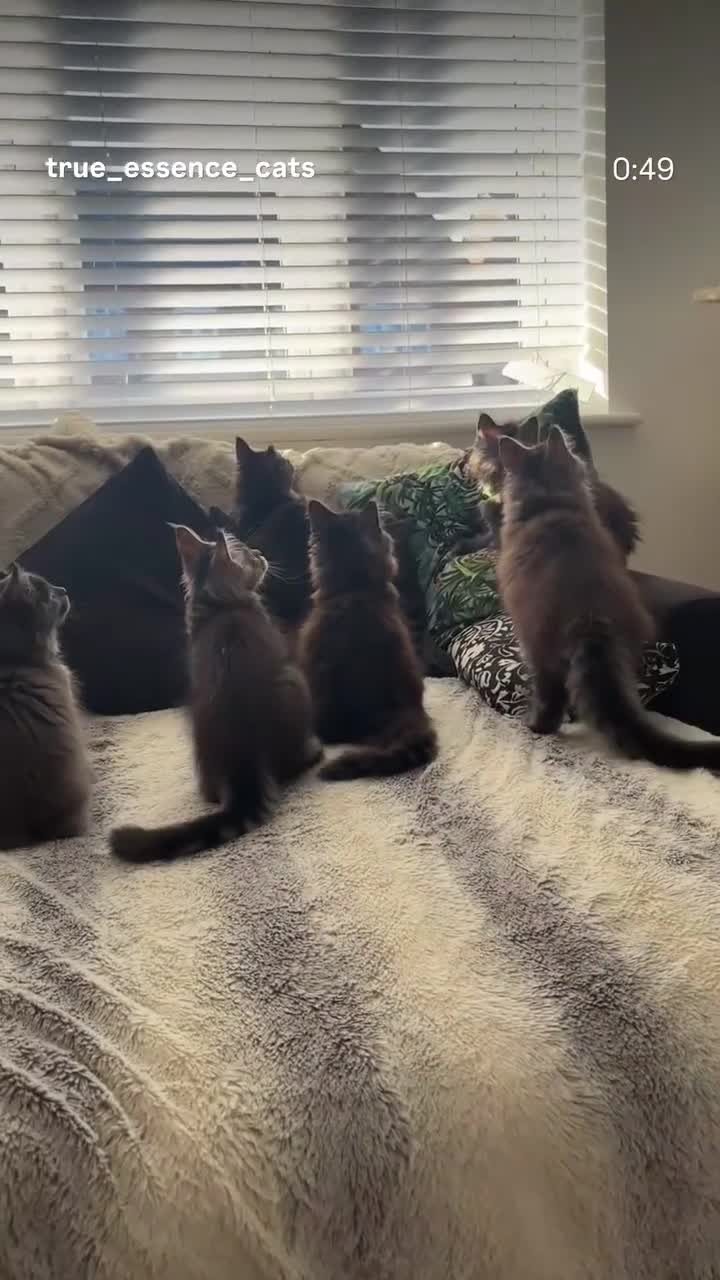 Maine Coon cats for sale: REDUCED TICA Black Smoke Maine Coon Girls - Video 5