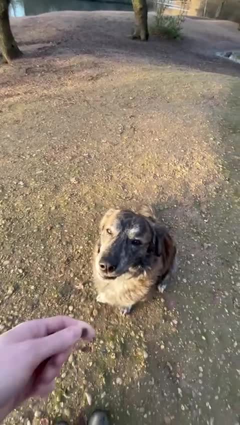 Mixed Breed dogs for adoption: Albie - Video 3