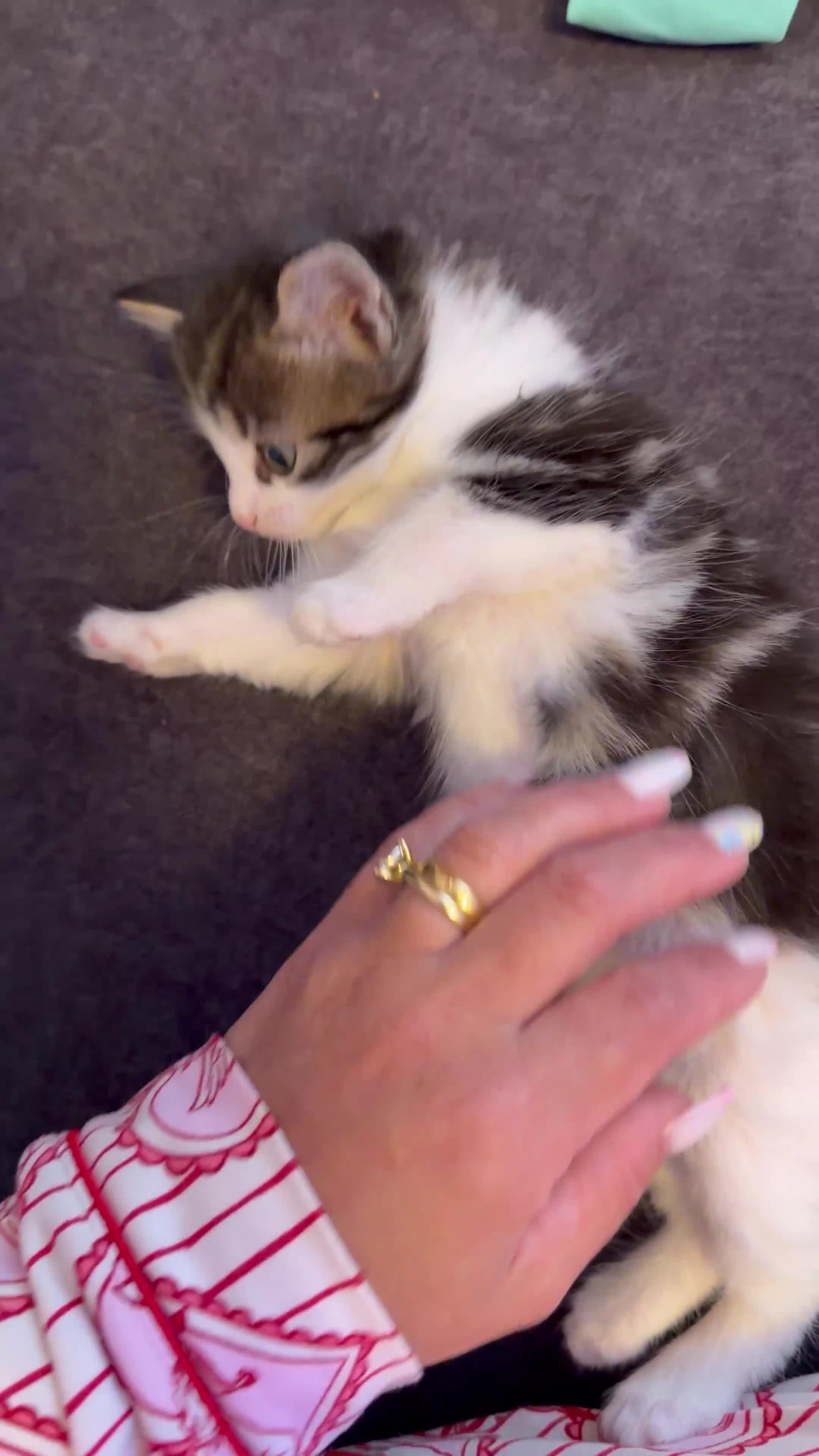 Mixed Breed cats for sale: Female kitten 🐈‍⬛ very playful🐾🐾 - Video 1