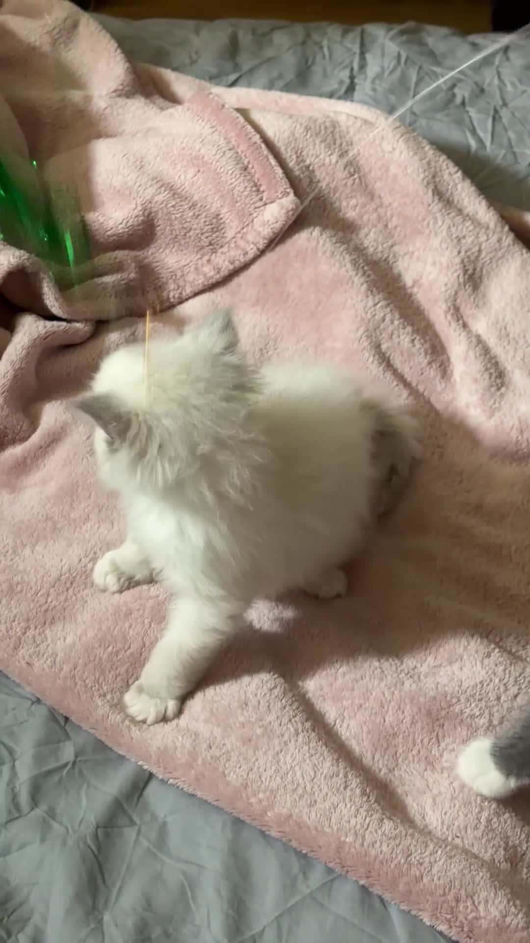 Ragdoll cats for sale: Half ragdoll half British blue  - Video 4
