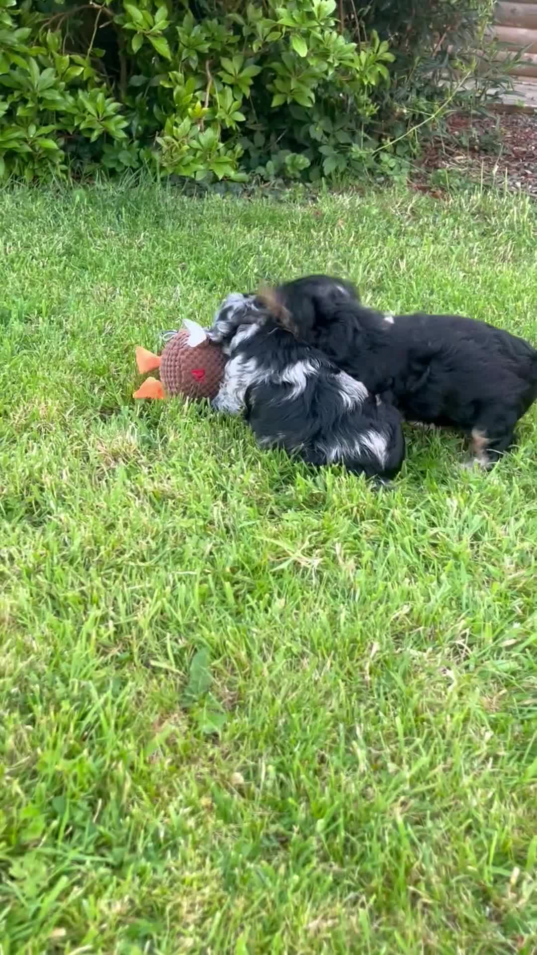 Cockapoo dogs for sale: Cockapoo F1 Merle and Tri - Video 1
