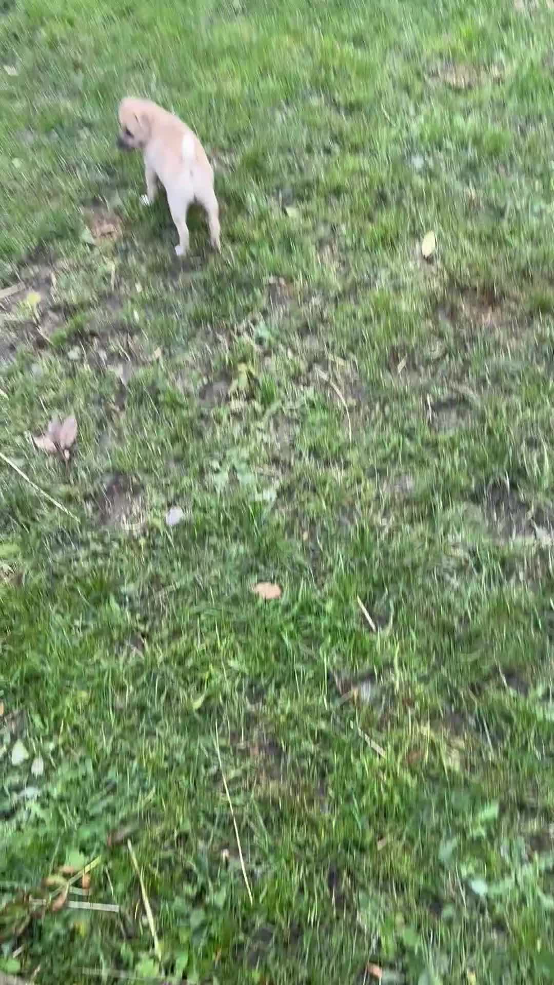 Mixed Breed dogs for sale:  Beautiful puppies  - Video 3