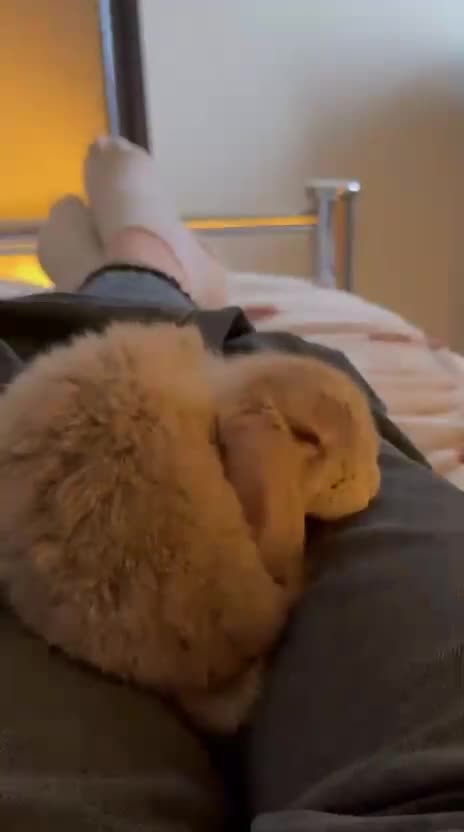 Mini Lop rabbits for sale: Friendly, house rabbit - Video 1