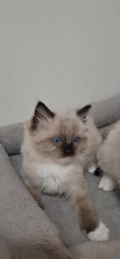Ragdoll cats for sale: 🩵🩵 Ragdoll kittens Ready Now 🩵🩵 - Video 2