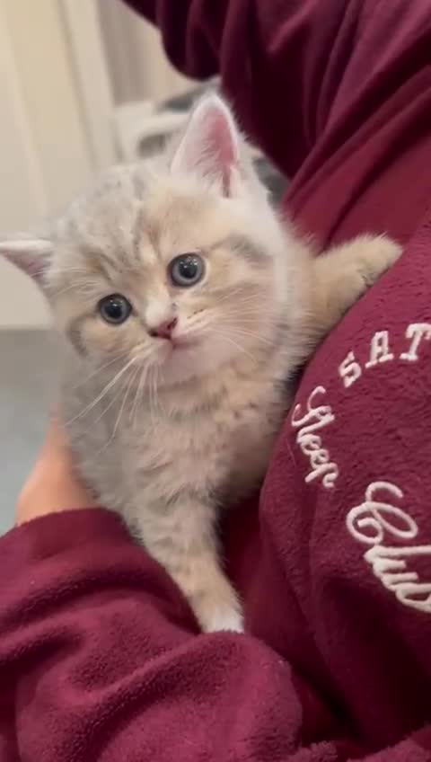 British Shorthair cats for sale: Stunning British shorthair kittens - Video 2