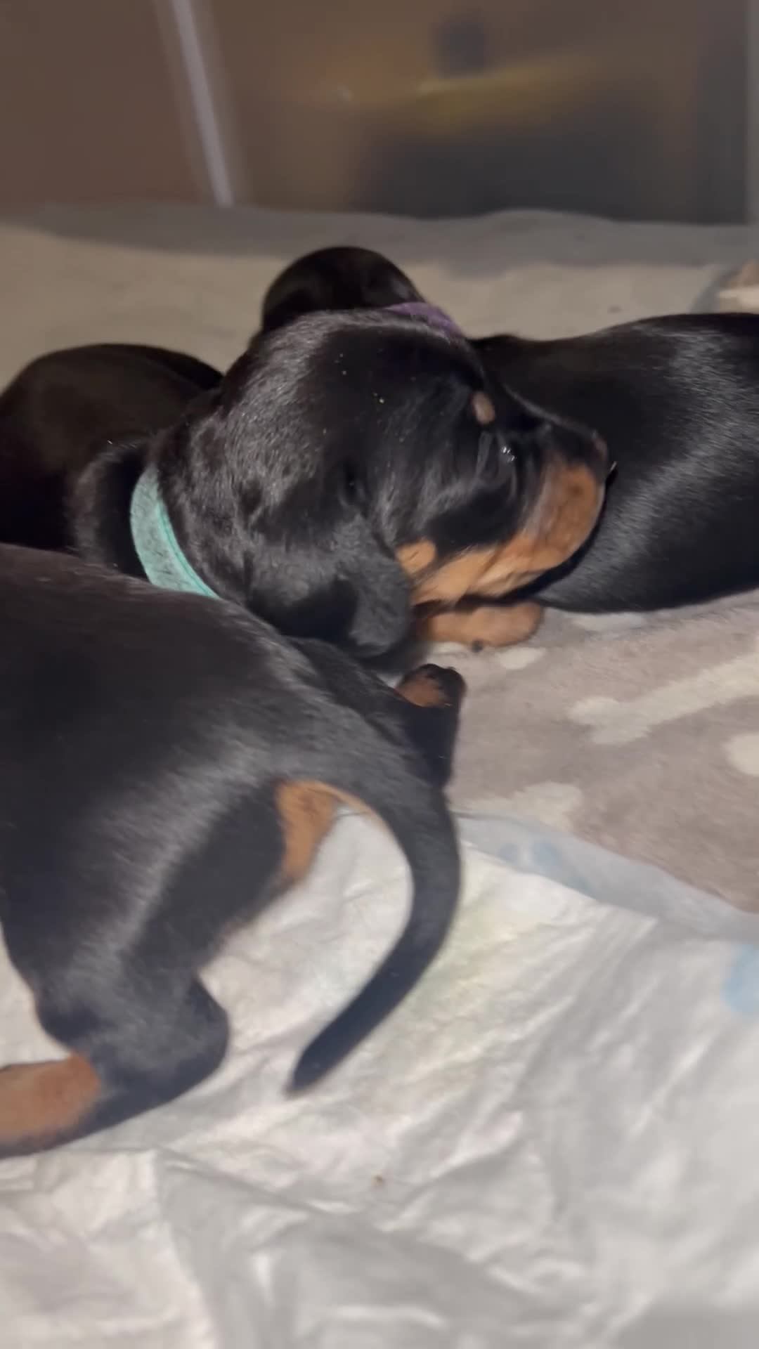 Miniature Dachshund dogs for sale: Black and Tan miniature dachshunds  - Video 1