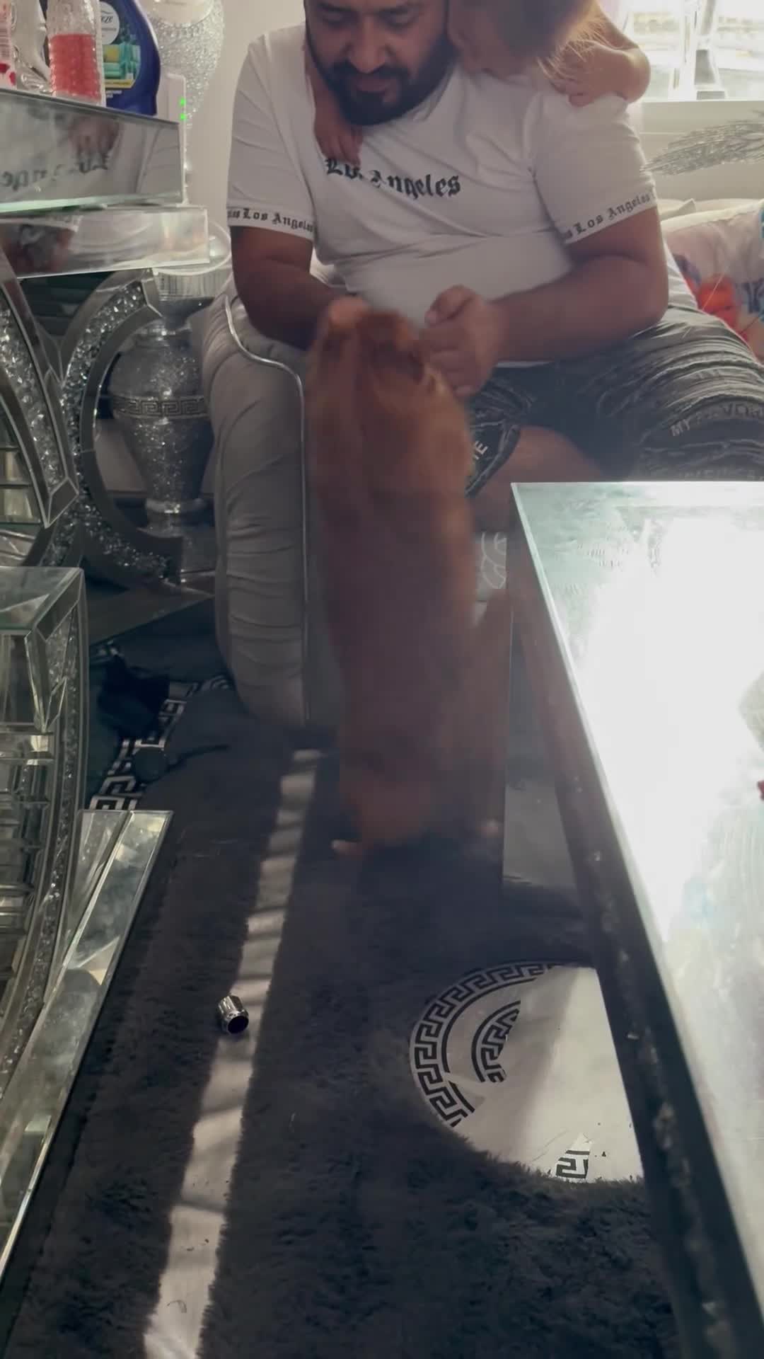 Mixed Breed dogs for sale: Layla - Video 2