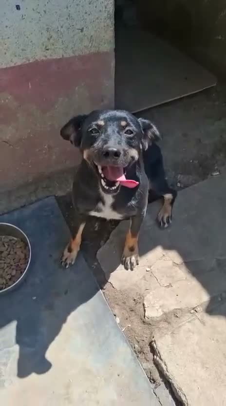 Mixed Breed dogs for adoption: Stella 🩷 in Dorchester - Video 1