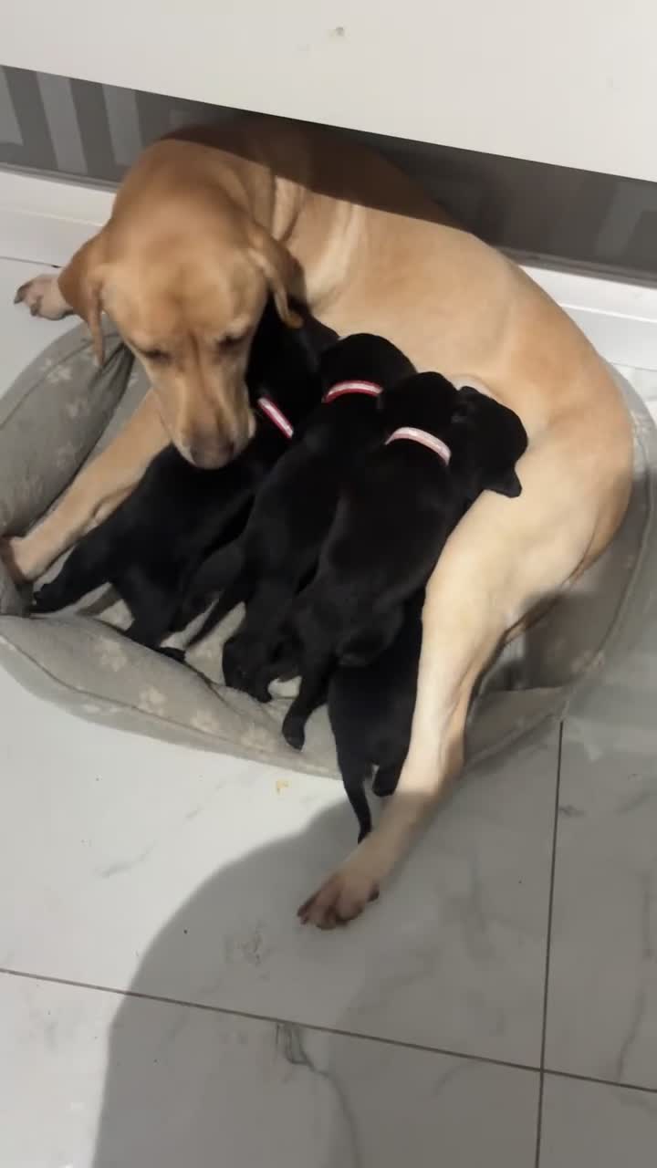 Labrador Retriever dogs for stud: Stud  - Video 3