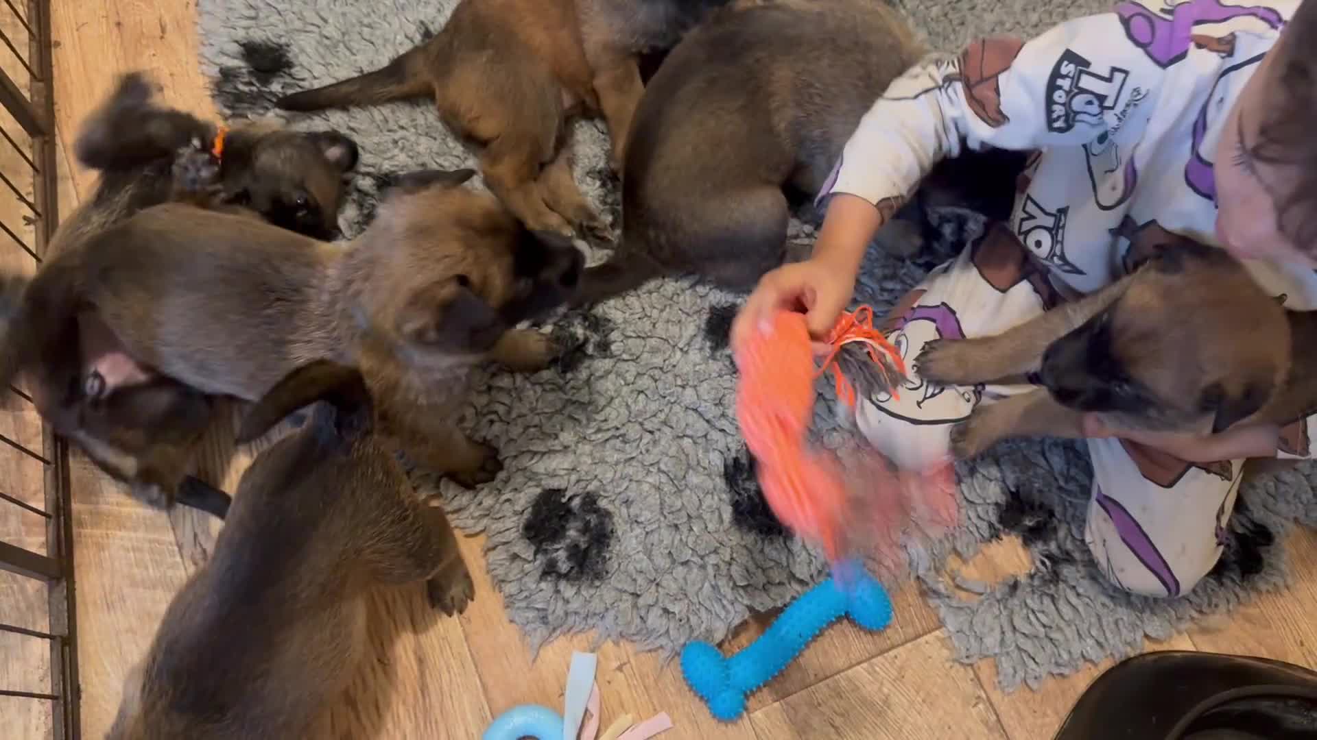 Belgian Shepherd Dog dogs for sale: Chunky pure bred top bloodlines puppies  - Video 1