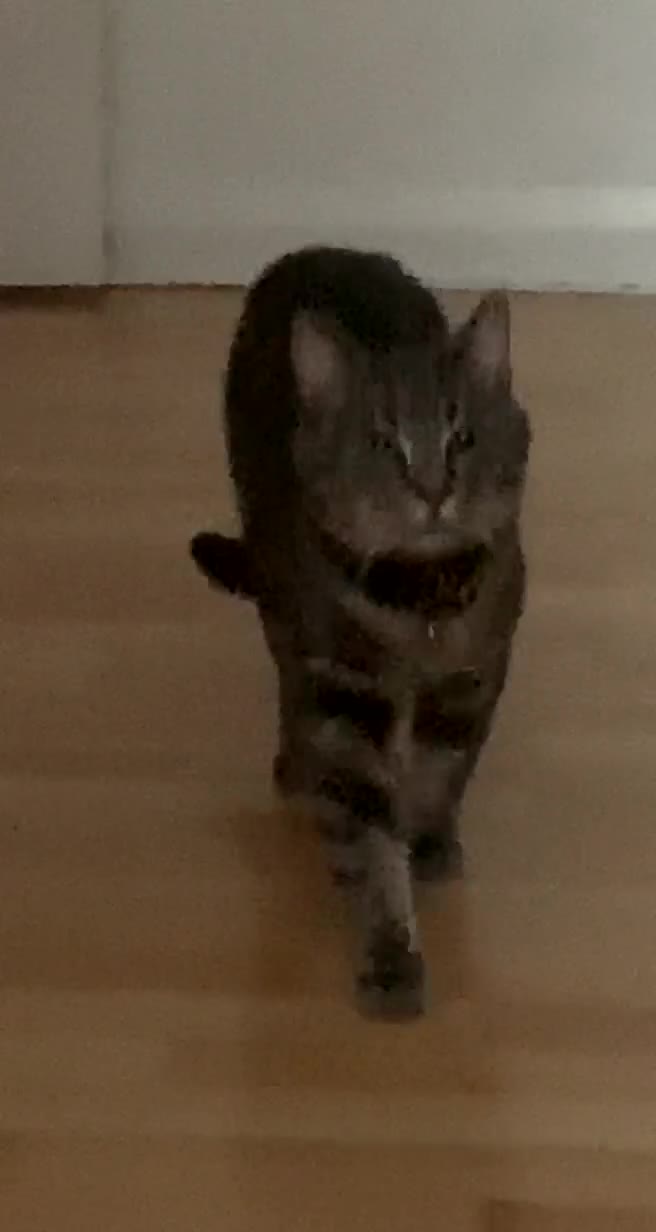 Domestic Shorthair cats for sale: 🐾 Loving Home for Milo🐾 (w automatic litterbox)  - Video 4