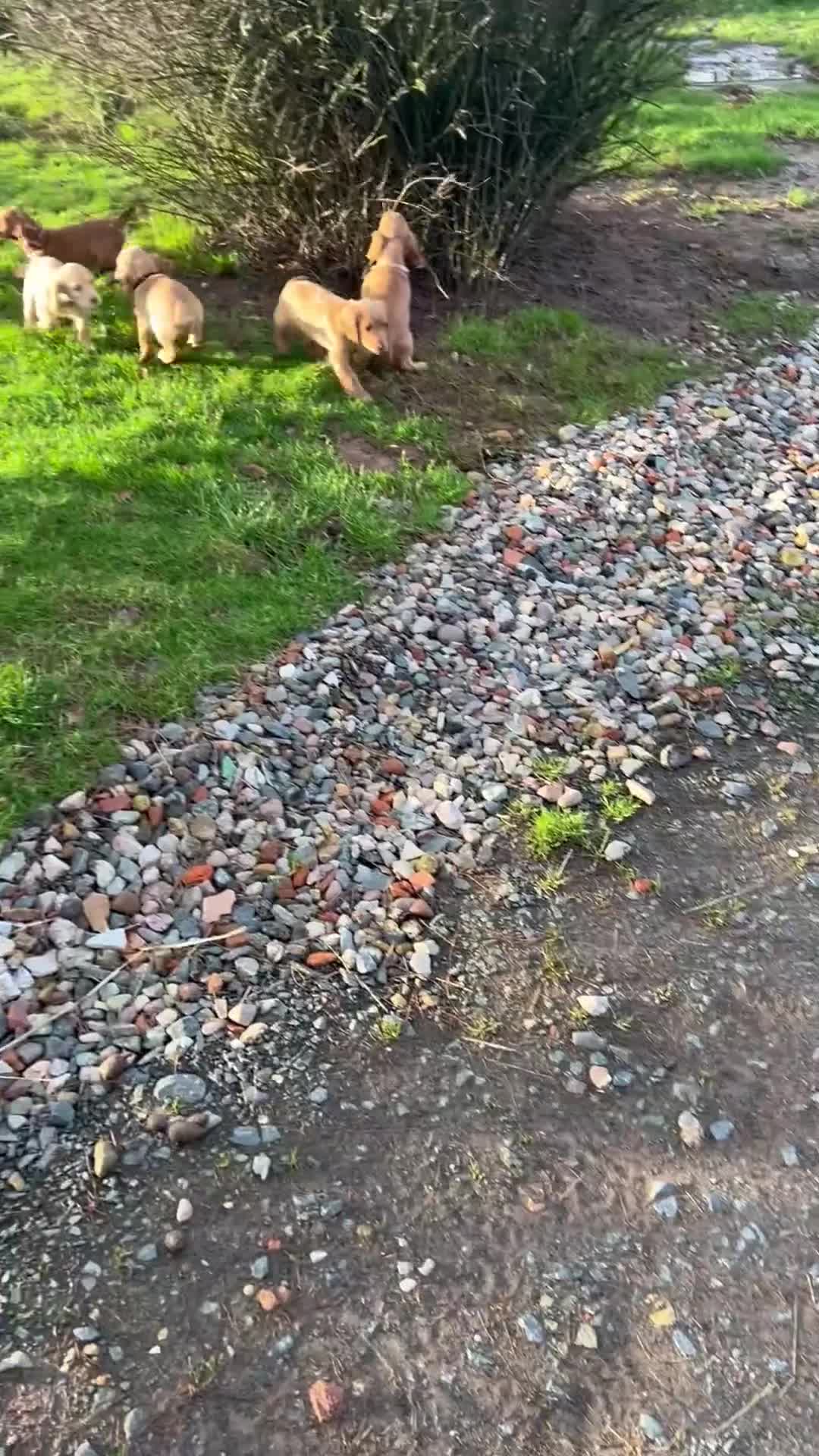 Cocker Spaniel dogs for sale: Golden Working Cocker Spaniel litter - Video 2