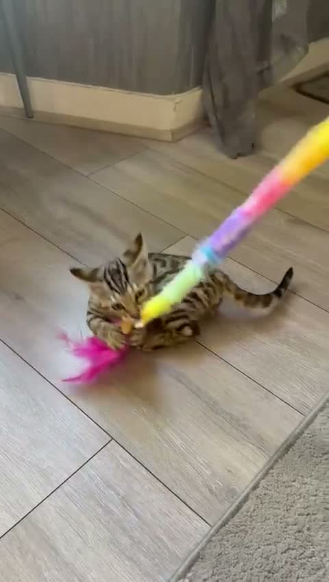 Bengal cats for sale: ⭐️ Ready now- STUNNING TICA REG ⭐️FEMALE BENGAL⭐️ - Video 1