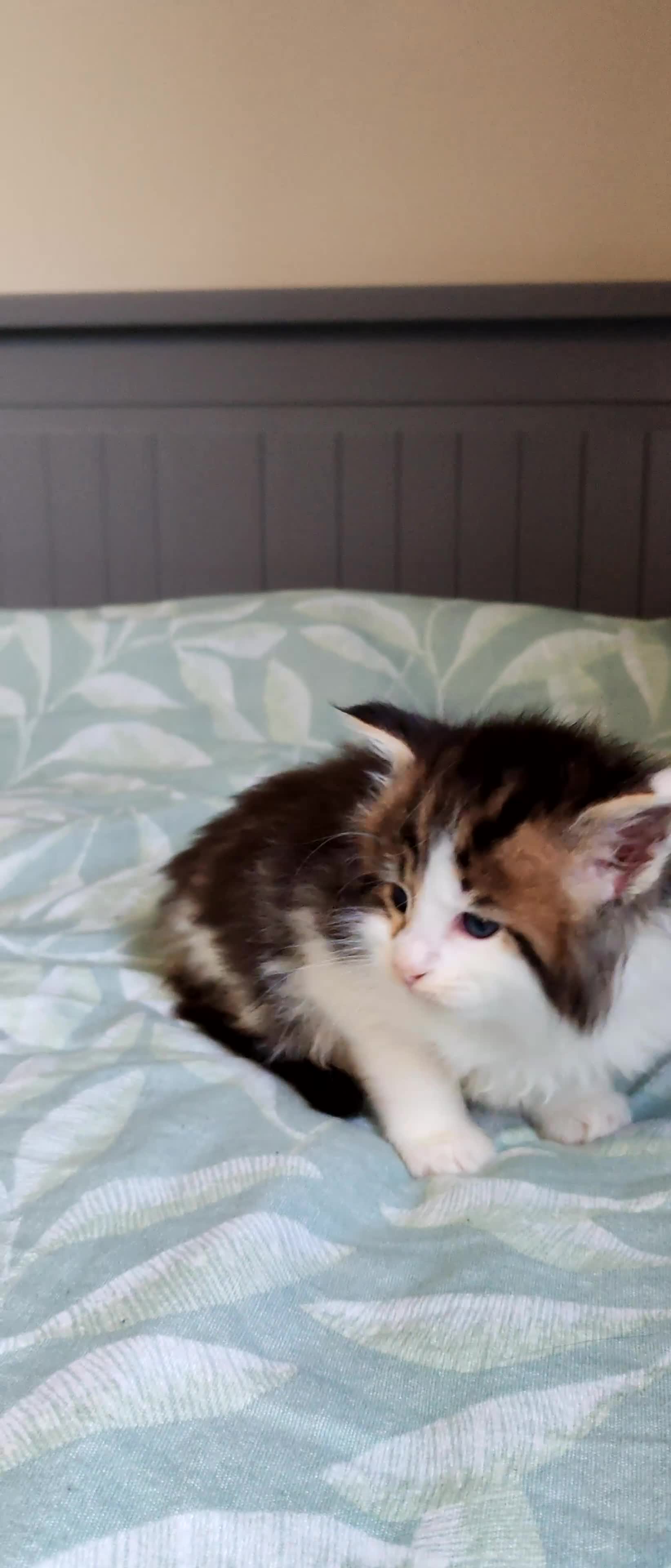 Maine Coon cats for sale: Beautiful Maine Coon Kittens  - Video 1