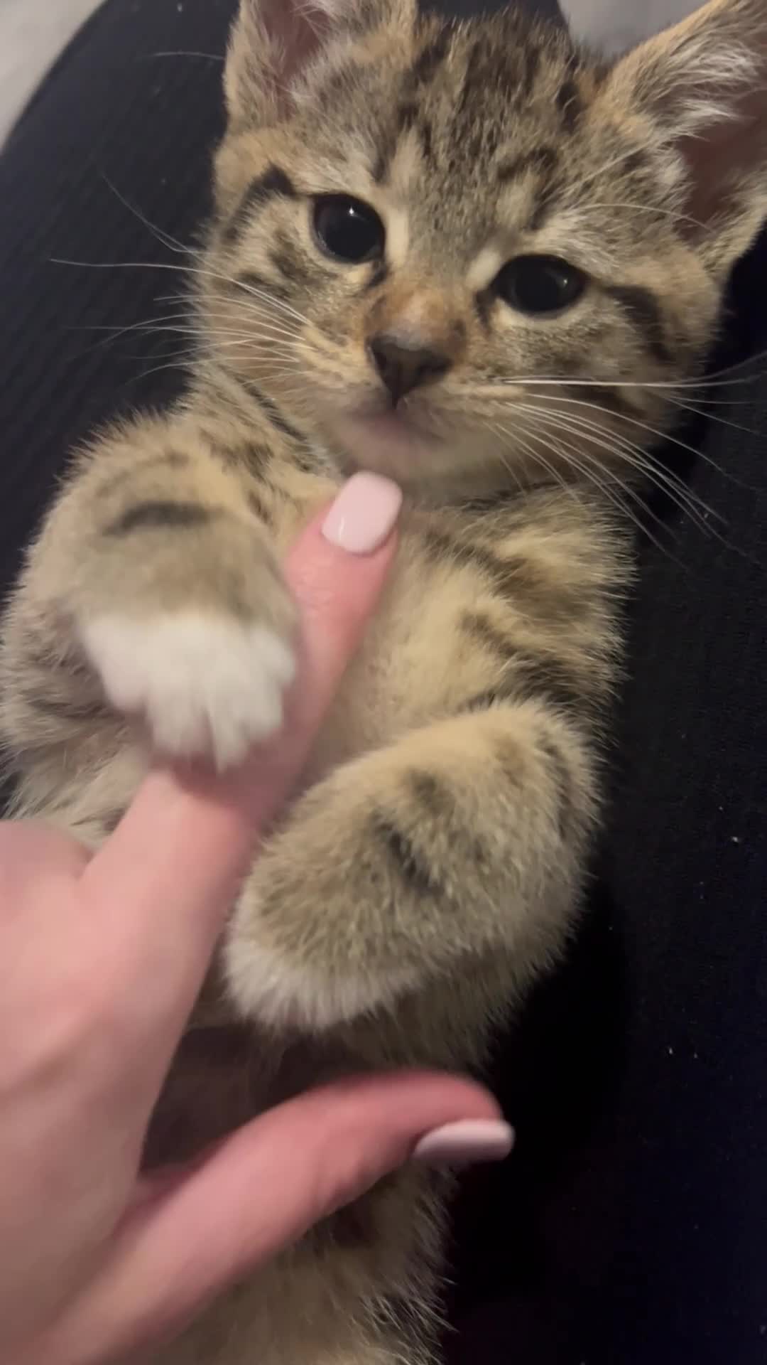 Bengal cats for sale: Bengal mixed - Video 1